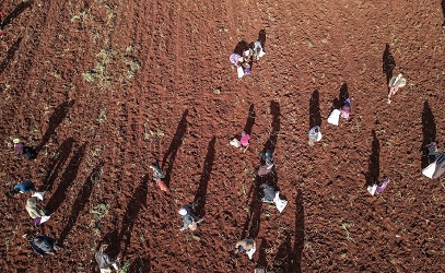 Rezim Teroris Assad Dan Milisi Syi'ah Kaki Tangan Iran Jarah Gandum Dari Petani Suriah